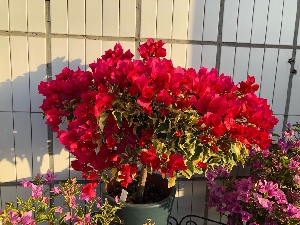 鱼骨|他养花“自制”有机肥,1月只浇“2瓶盖”,效果惊人,花肥不用买