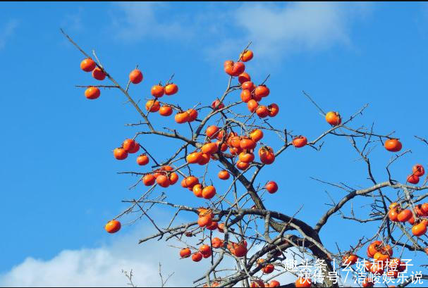 降血压|这样的柿子汁你喝过吗生津止渴,降血压,超级好喝,快点学起来