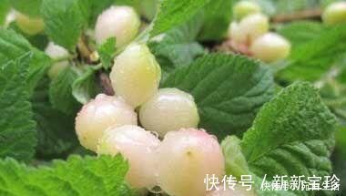 芹菜|对人体极好的食物，不妨常吃，补血益气，增强抵抗力，气色更好