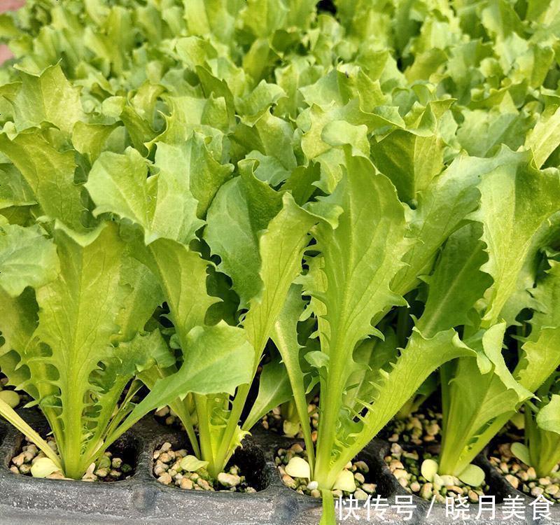 7种“蔬菜”冬天种，0度冻不死，吃一茬冒一茬，连续吃半年