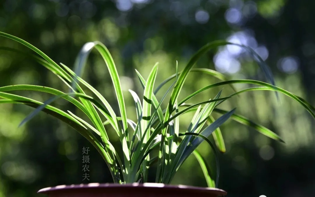 兰花|比松树皮更好的兰花植料，生根快、发芽壮，更适合兰菌滋生