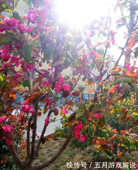 冬天|3种“长寿花”,能养几十年,越养越值钱,开成花树真喜庆