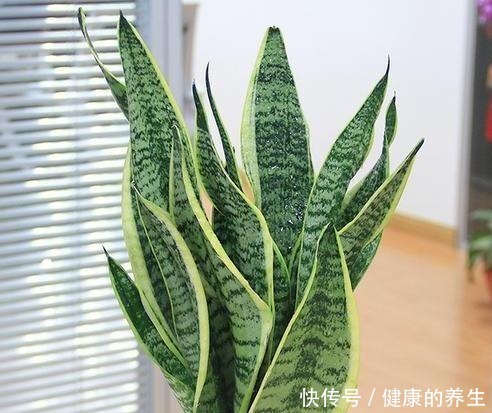 虎皮兰怎么长个教你一招,步骤简单根系猛蹿,样子拔高真好看!