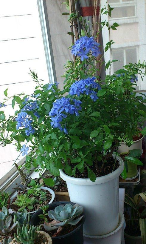 7种“娇气花”，10度还不拿屋里去，几天就冻死，只剩空花盆