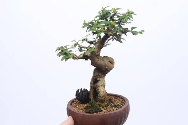 白蜡|网友分享的白蜡微型盆栽,室内摆件精品盆栽,快来一睹为快