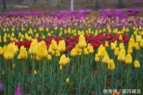 中年|快来洛南“郁”见春天这里千万株郁金香进入盛花期,像一道道彩虹