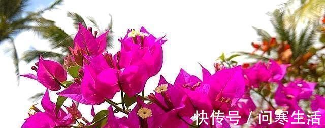 新芽|学会给三角梅“打顶”，小苗变盆景，一年四季花开满枝头