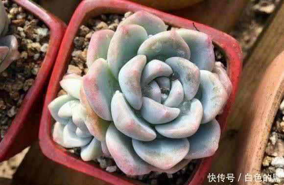 夏天种多肉 陶盆 紫砂盆最好 隔热效果好 更适合多肉生长 粉紫色