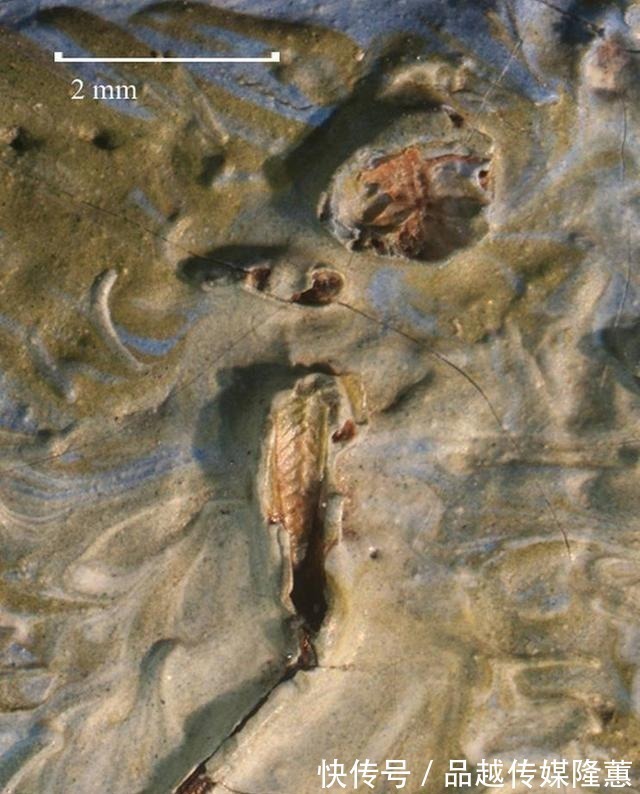 作画&梵高作品发现128年前蚱蜢,网友:潜伏了这么久,还是被发现了