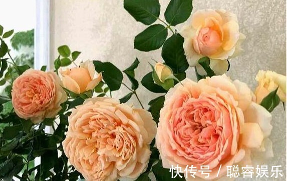 3种月季花,耐热又抗病,夏季湿热的地方也可以养,开花多还漂亮