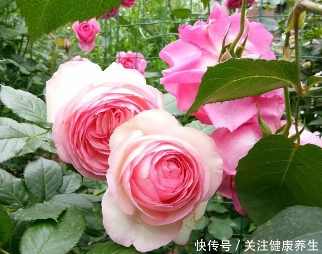 谁说月光族就不配养花这20种月季花月薪3000也能养!