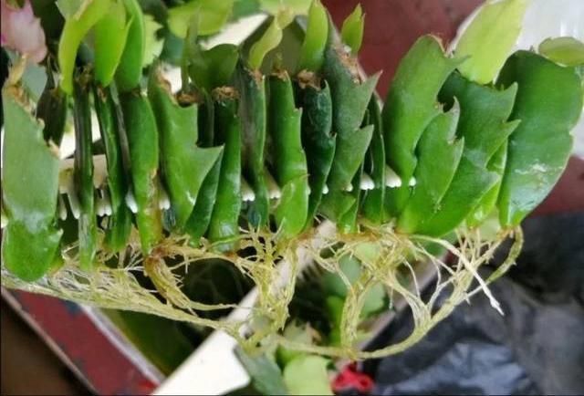 栽种|扦插蟹爪兰,巧用“小妙招”,夹在梳子缝里,呼呼长出毛细根