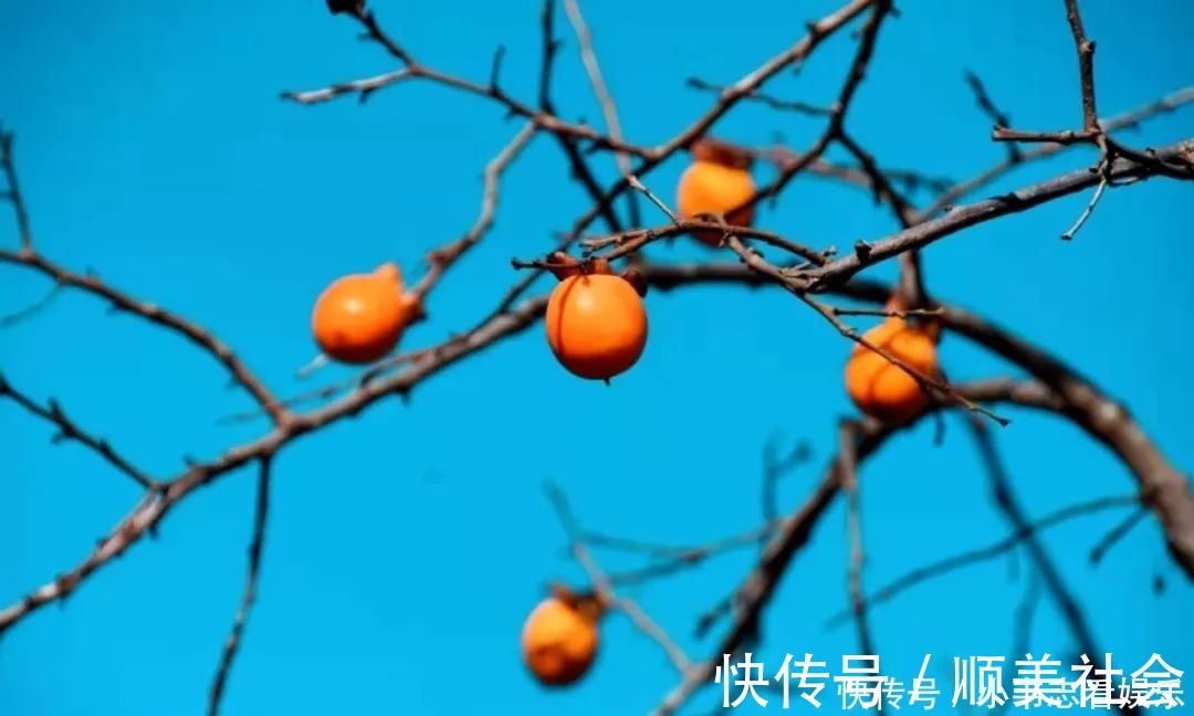 红叶|柿”外桃源｜这里到处挂满了“红灯笼”，愿您“柿柿如意”