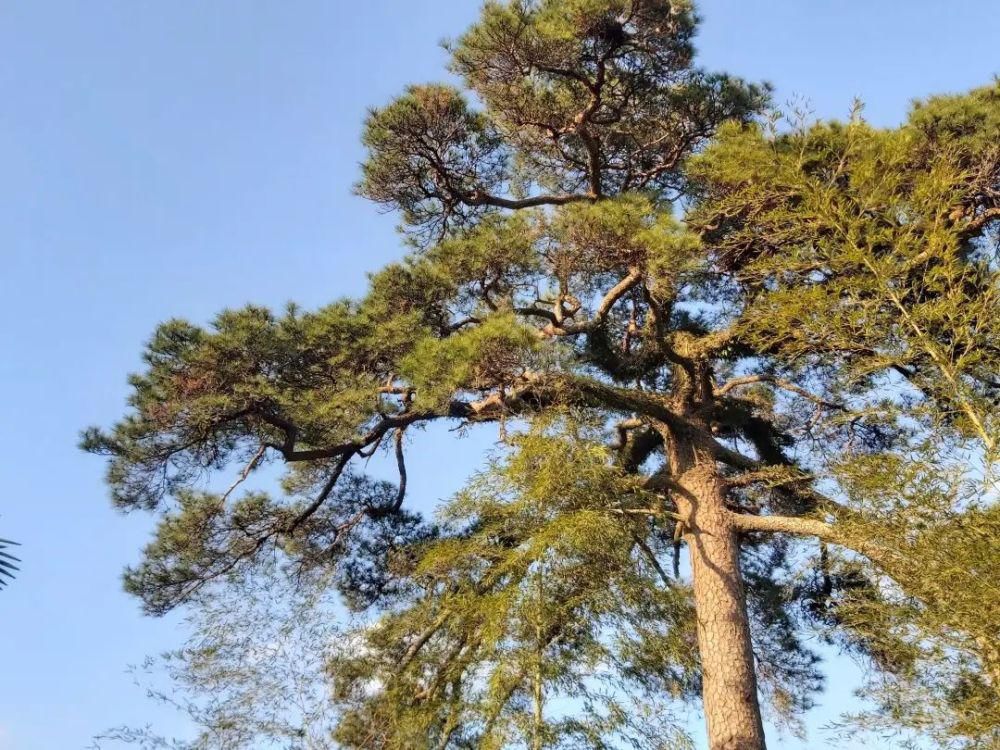 仙游游洋游春，一窗一瓦皆风景！