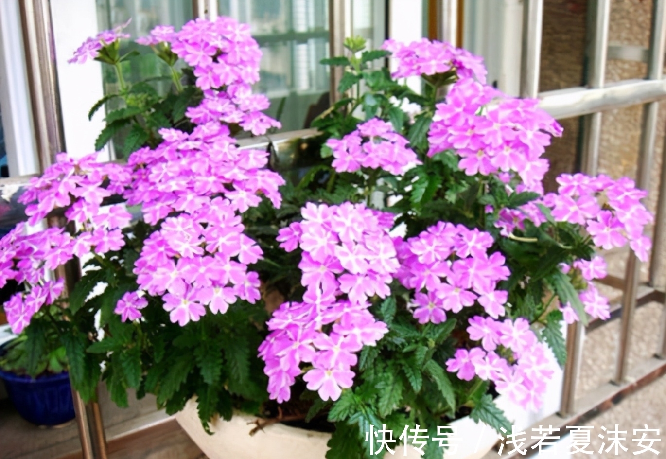 阳台上|女生阳台选5种花，花期长花量大，轻松变“花海”，关键是好养