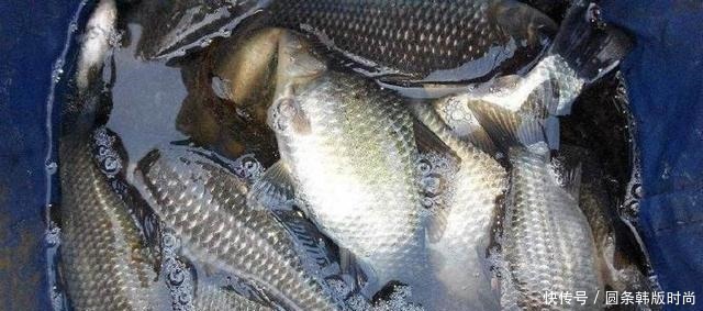 水域|鲫鱼,不受欢迎的原因有这三点,你知道吗