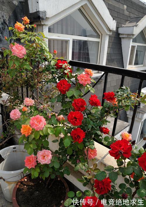 天冷后，9种花要“少水、断粮”，不然难过冬