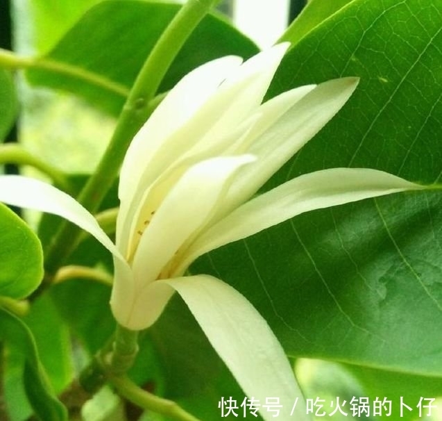 谁见了都喜欢的3种花,家里养一盆,满屋飘香,你养了吗