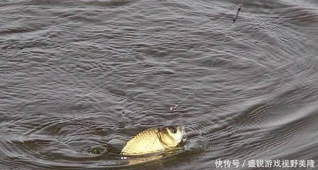 野钓|野钓突然停口的原因