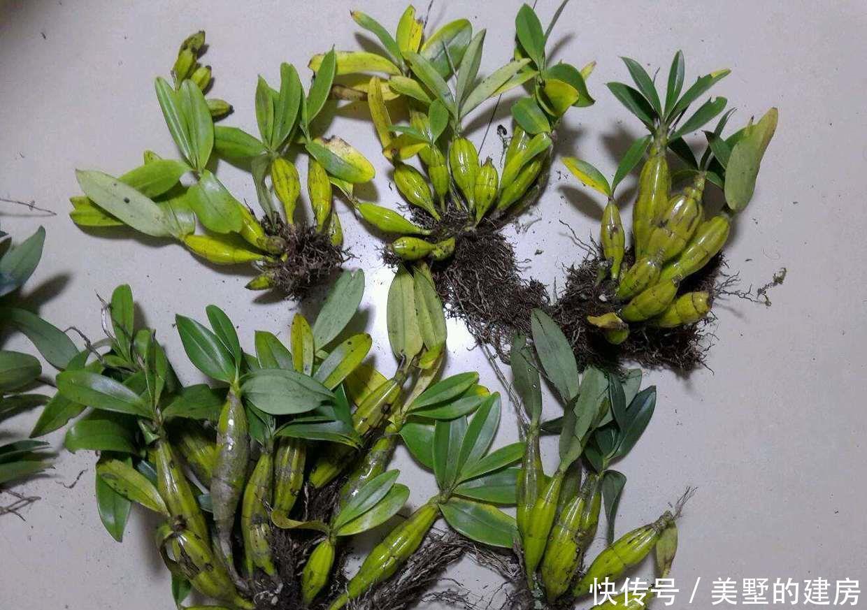 品种|冬养石斛问题多,把握三点,初冬长得壮