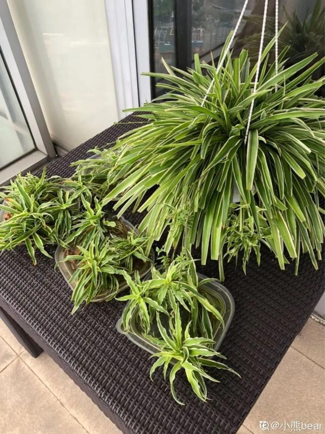 家里养盆虎皮兰,小花盆、挤着养,疯狂开花爆小崽!