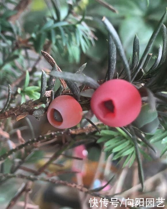 养了6年的红豆杉，结了红果子，家里养上一棵，留作观赏用