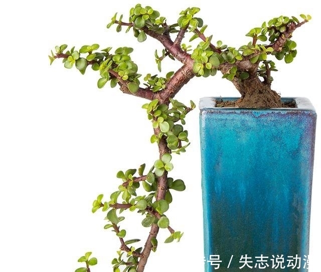 金枝玉叶进入冬季,有三怕,你注意了吗?