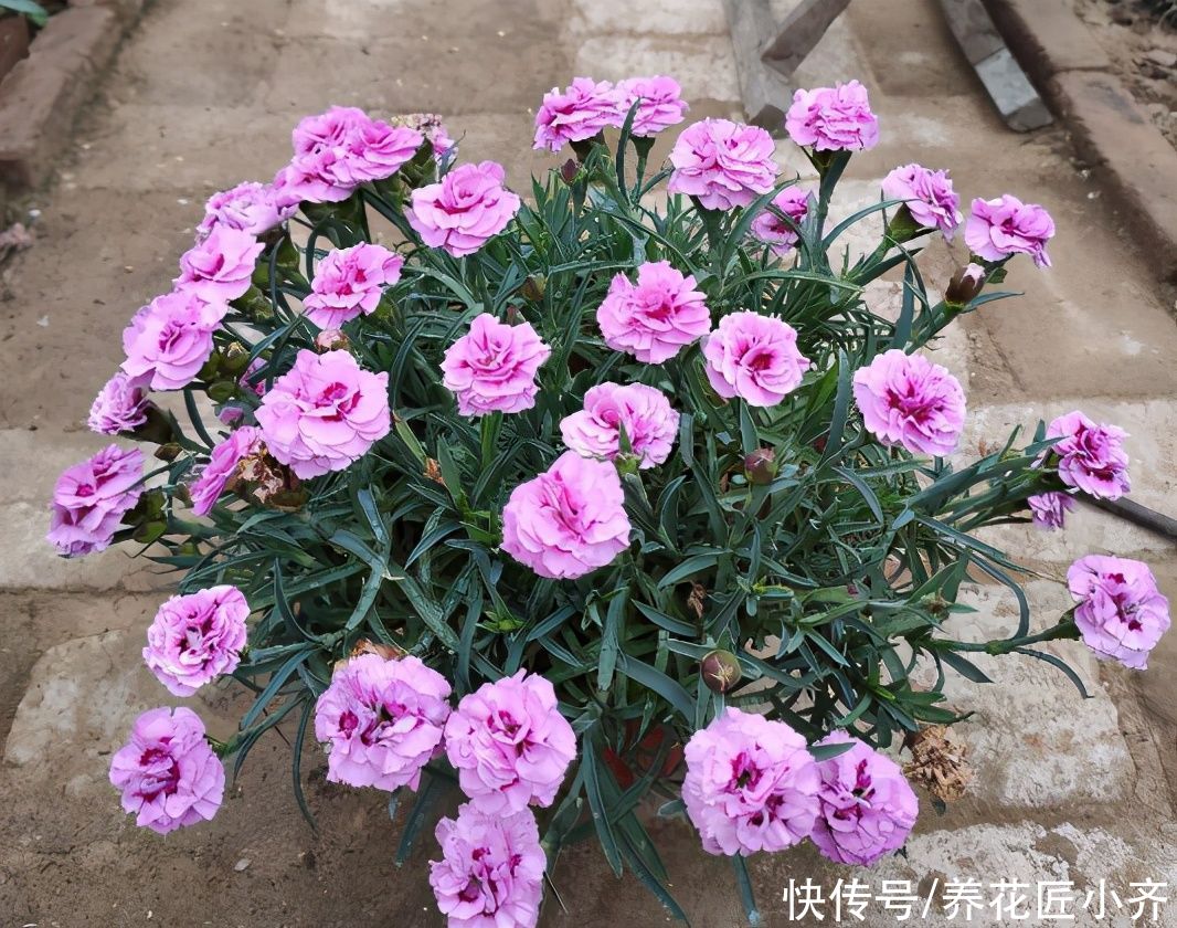 室内养花容易招虫?养这5种花,它们开花漂亮,封闭阳台也可以养