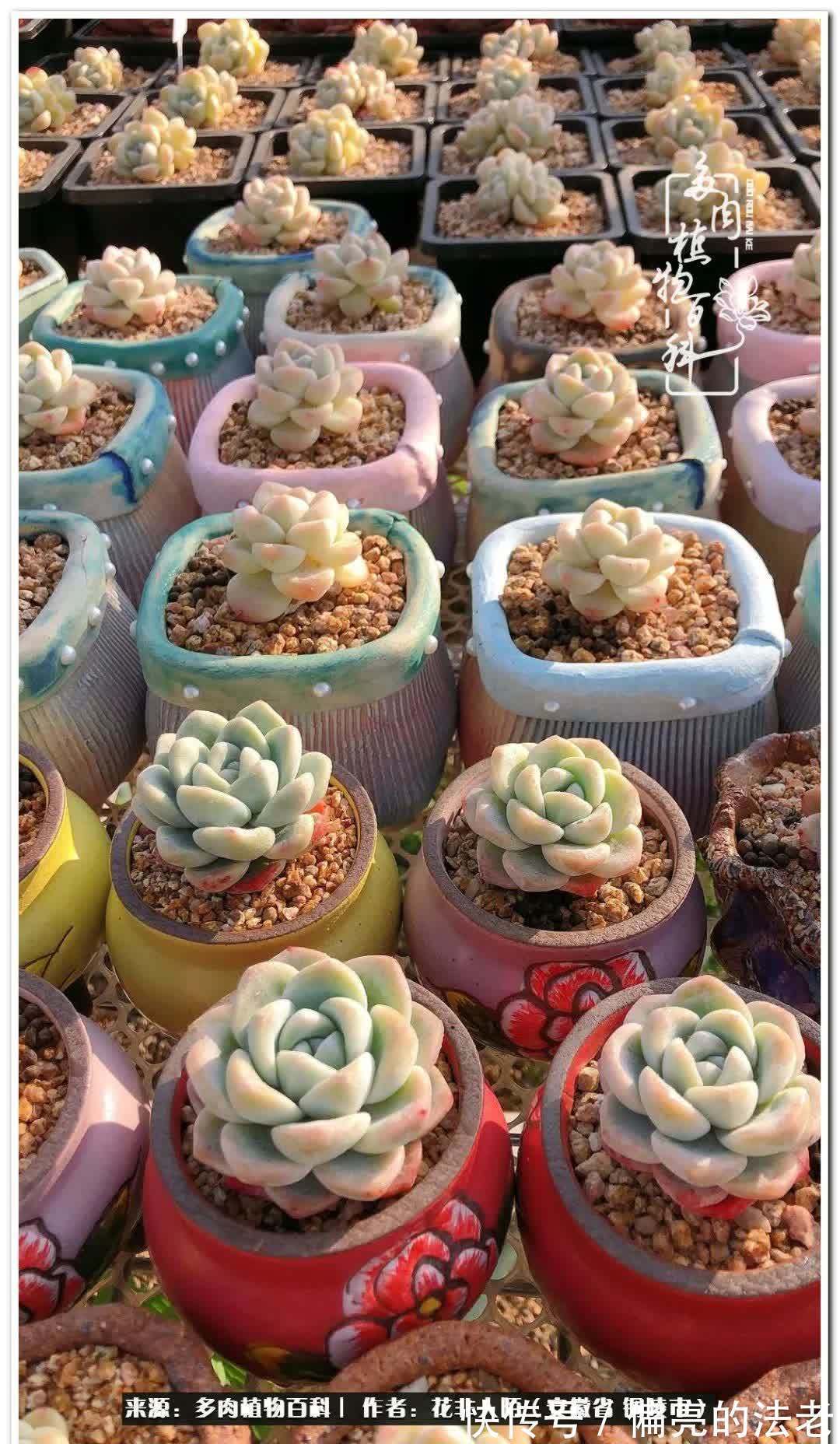 感恩遇见,感谢有你——多肉