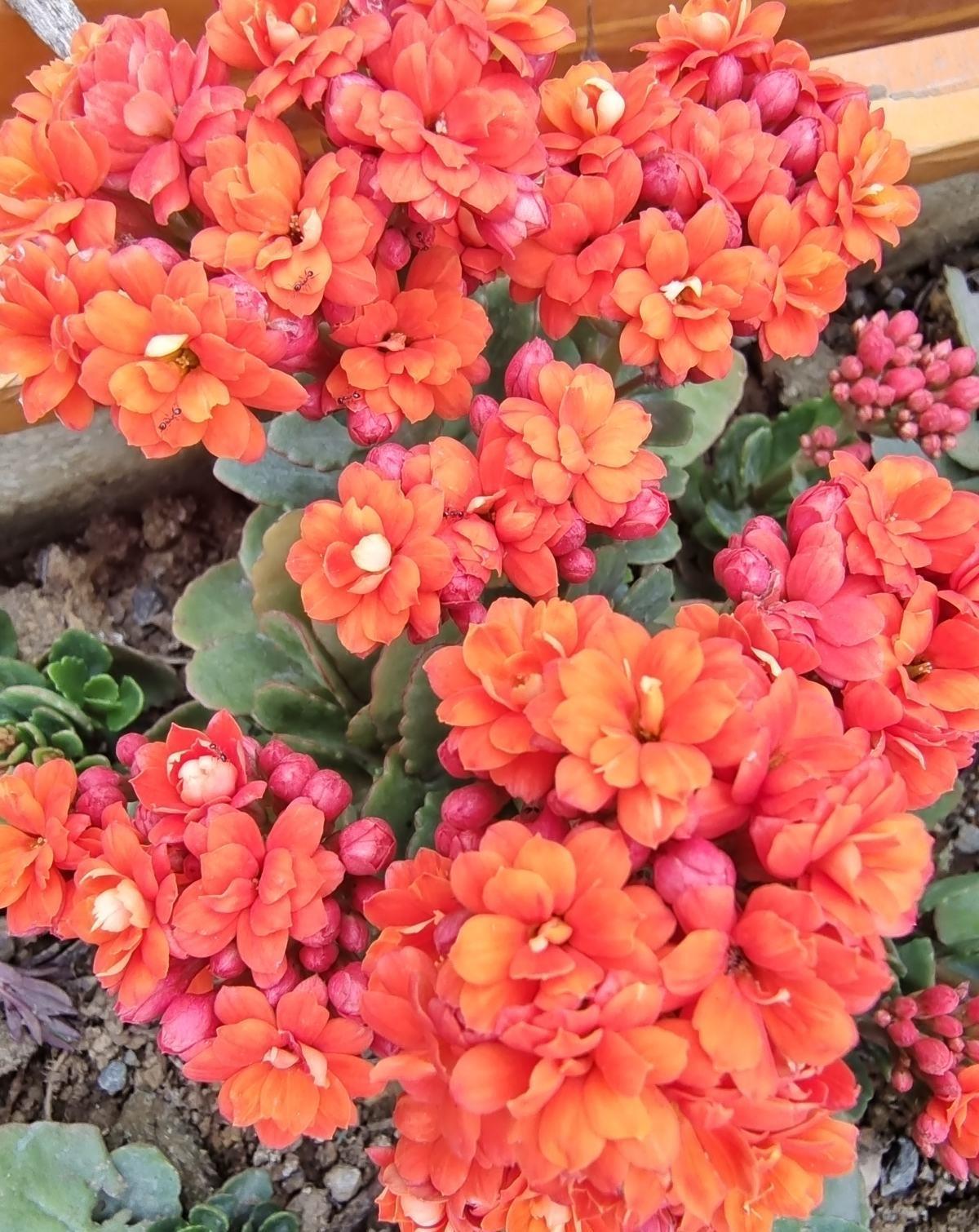 养花记住打开“小机关”,花朵嘭嘭开,爆成花团子