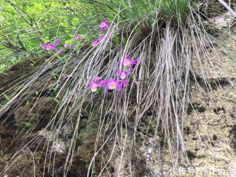 野花|稀奇的野花不要碰，保护都来不及，采了要出大问题