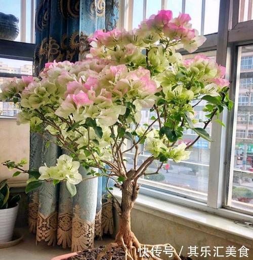 做到这点,三角梅开花不断,花大色艳,花期长