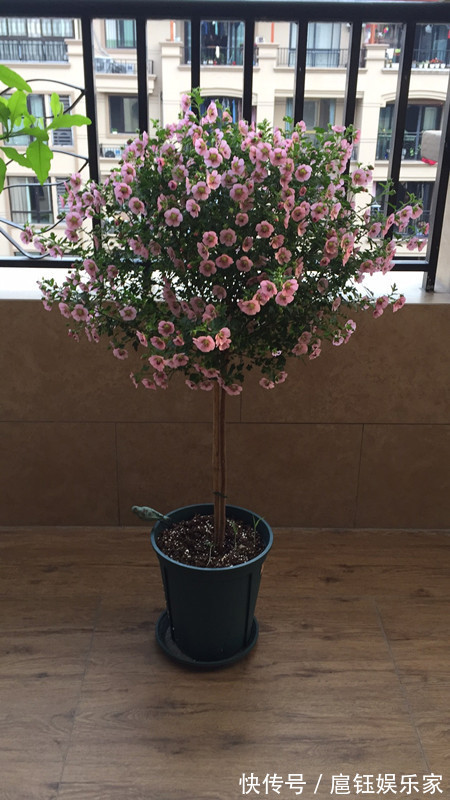 它是最容易开爆盆的盆栽，花量丰富，年头开到年尾，漂亮又好养