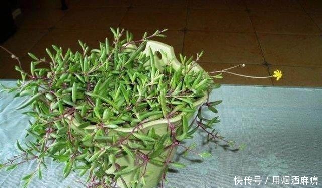 厉害了! 4种能养出瀑布形状的多肉植物!
