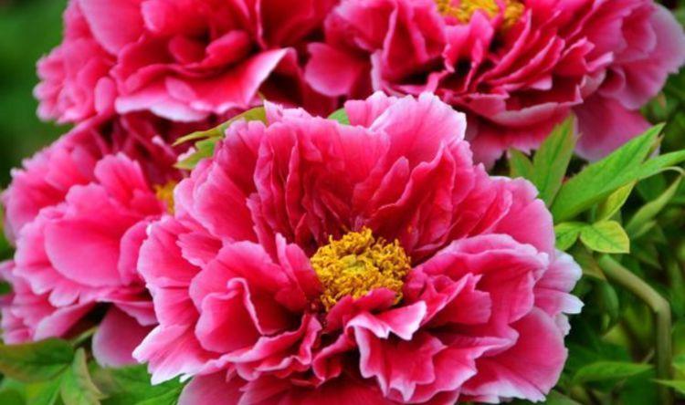 此款花草适合新手养殖,花大色艳,花香易打理,养在客厅美极了