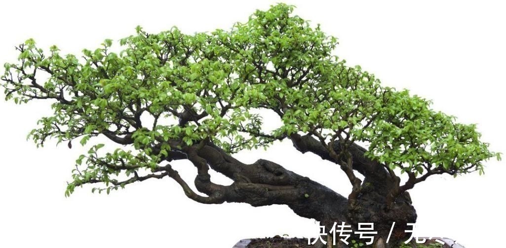 想要把小苗罗汉松,快速打造成“老桩盆景”,要做好这“几点”