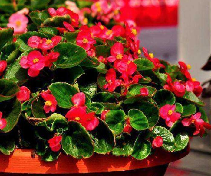 3种过期药片扔掉很浪费,用来做花肥,比买花肥料还好用,又省钱