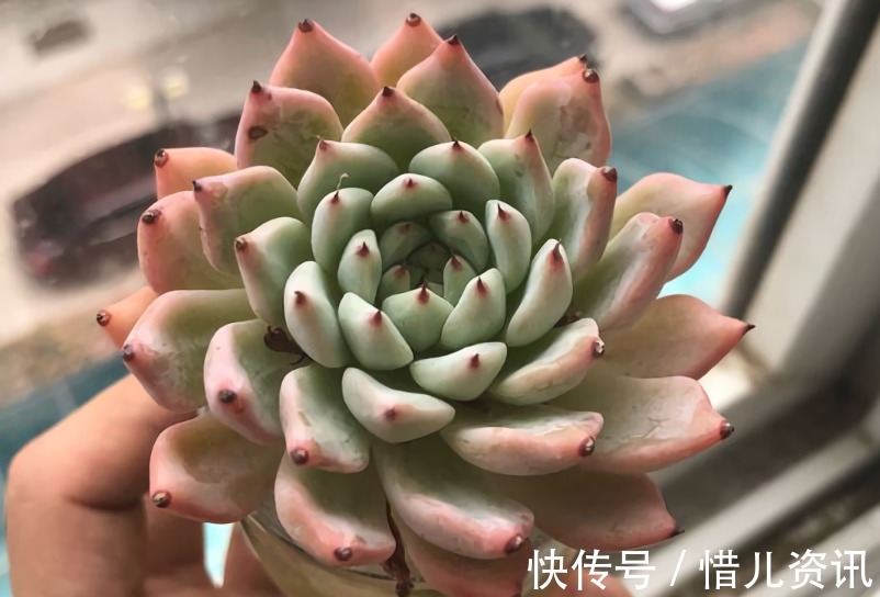 根系|不喜水的多肉,却可以水培2种操作方法,肉肉照样出状态