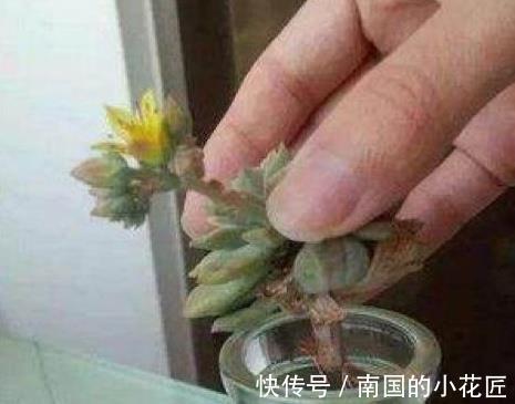 休眠|多肉植物养不活,扔水池里3天,自己生根长叶,原来还能这么养