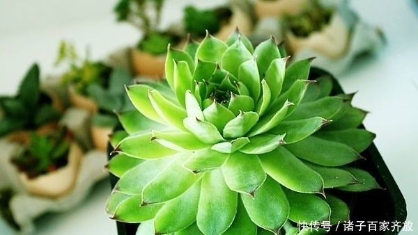 烂根|新手不要盲目养多肉,一定要从5点入手,不然最后只剩下空盆