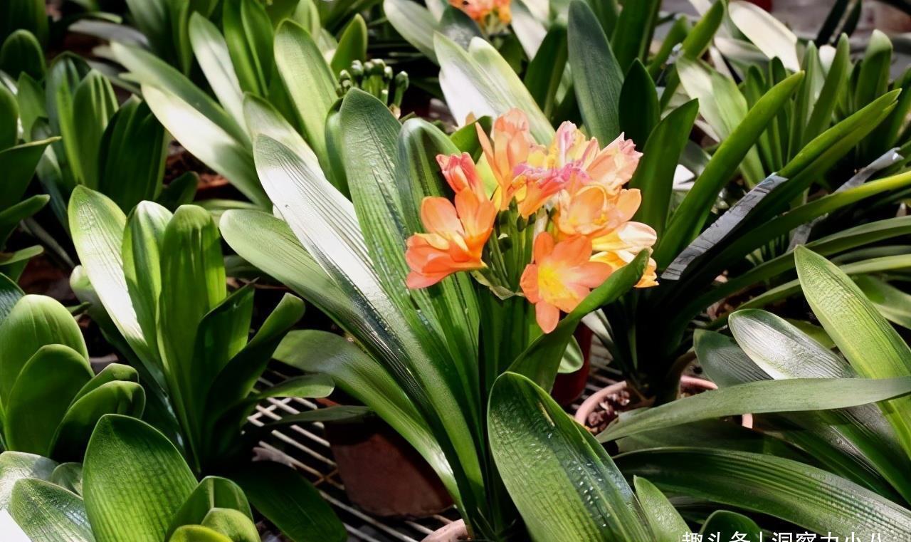 养分|君子兰有“三怕”,入冬养护需避开,猛催新芽,绽放层叠群兰