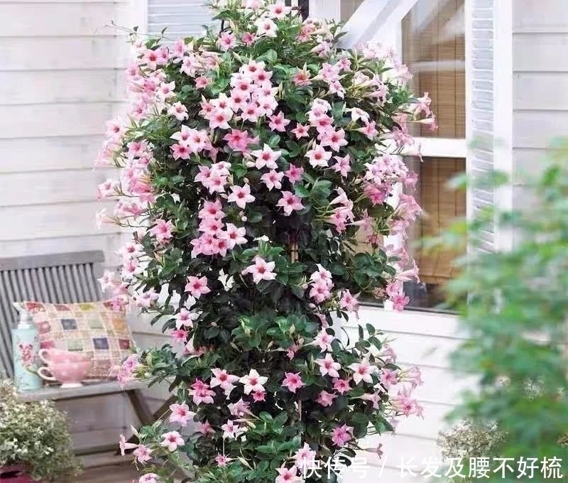 株形|六月养这四种花正合适，不怕热、不怕晒，越热越开花，繁花满枝，漂亮极了