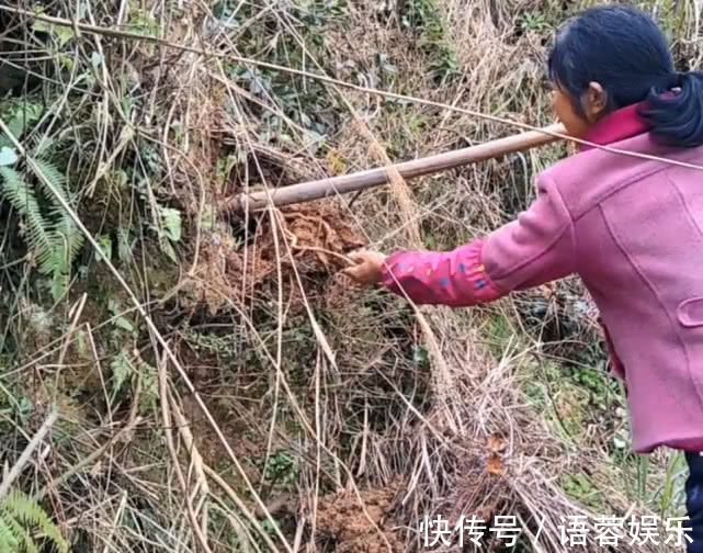 猪肉|乡下山坡下一种草根，用来炖猪肉专治牙痛，效果比吃药还好