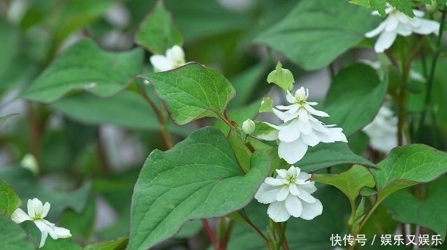 尿酸|尿酸的“克星”找到了,每天坚持喝一点,或许“痛风”不再来