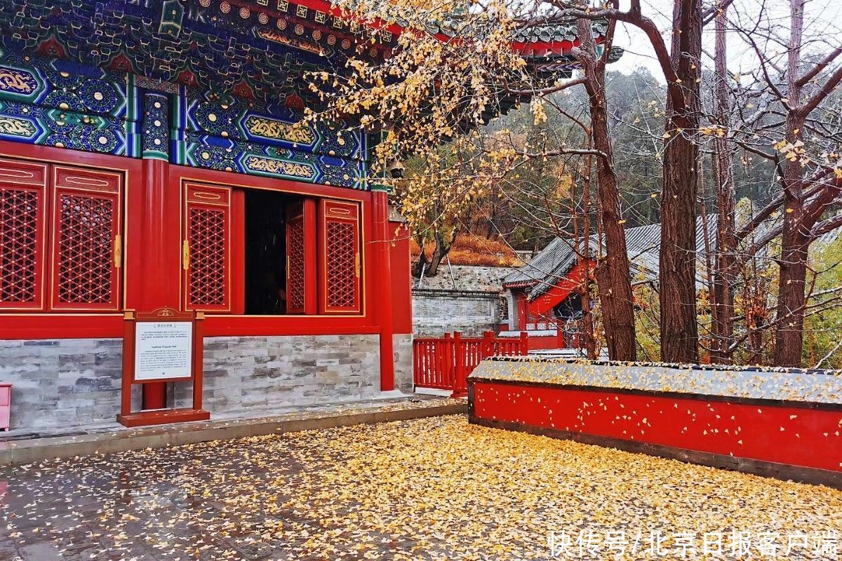 冬雨|首场冬雨打落红叶，为香山铺上深秋地毯