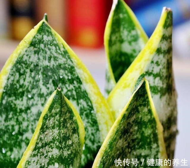 虎皮兰怎么长个教你一招,步骤简单根系猛蹿,样子拔高真好看!