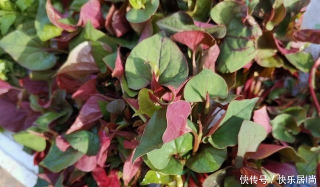 春天的农村里有这40种山珍野菜图片,让你轻松辨别山珍野菜