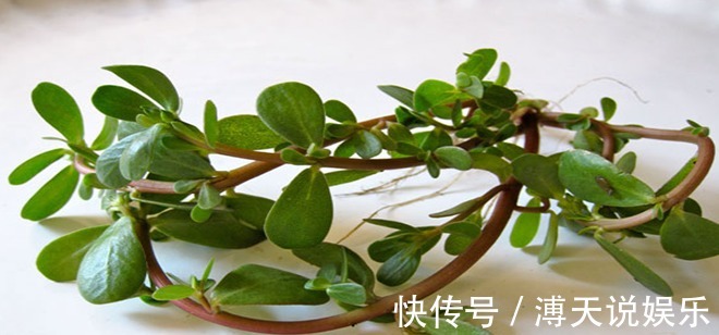 美味佳肴|农村当个草,城里当个宝,五行俱全的“长寿菜”——马齿苋