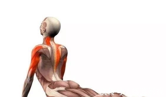 瑜伽|瑜伽眼镜蛇式，需要你慢慢体会！