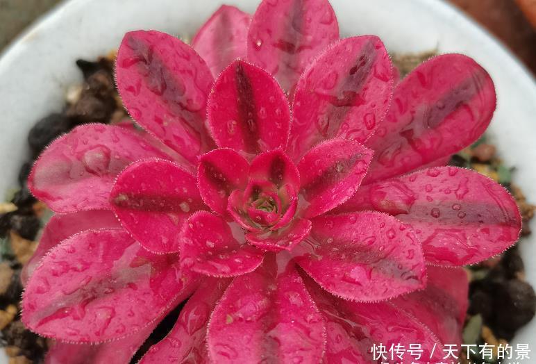 多肉叶插的时候叶片还没出根和出芽应该怎么弄?需要照射散光吗?